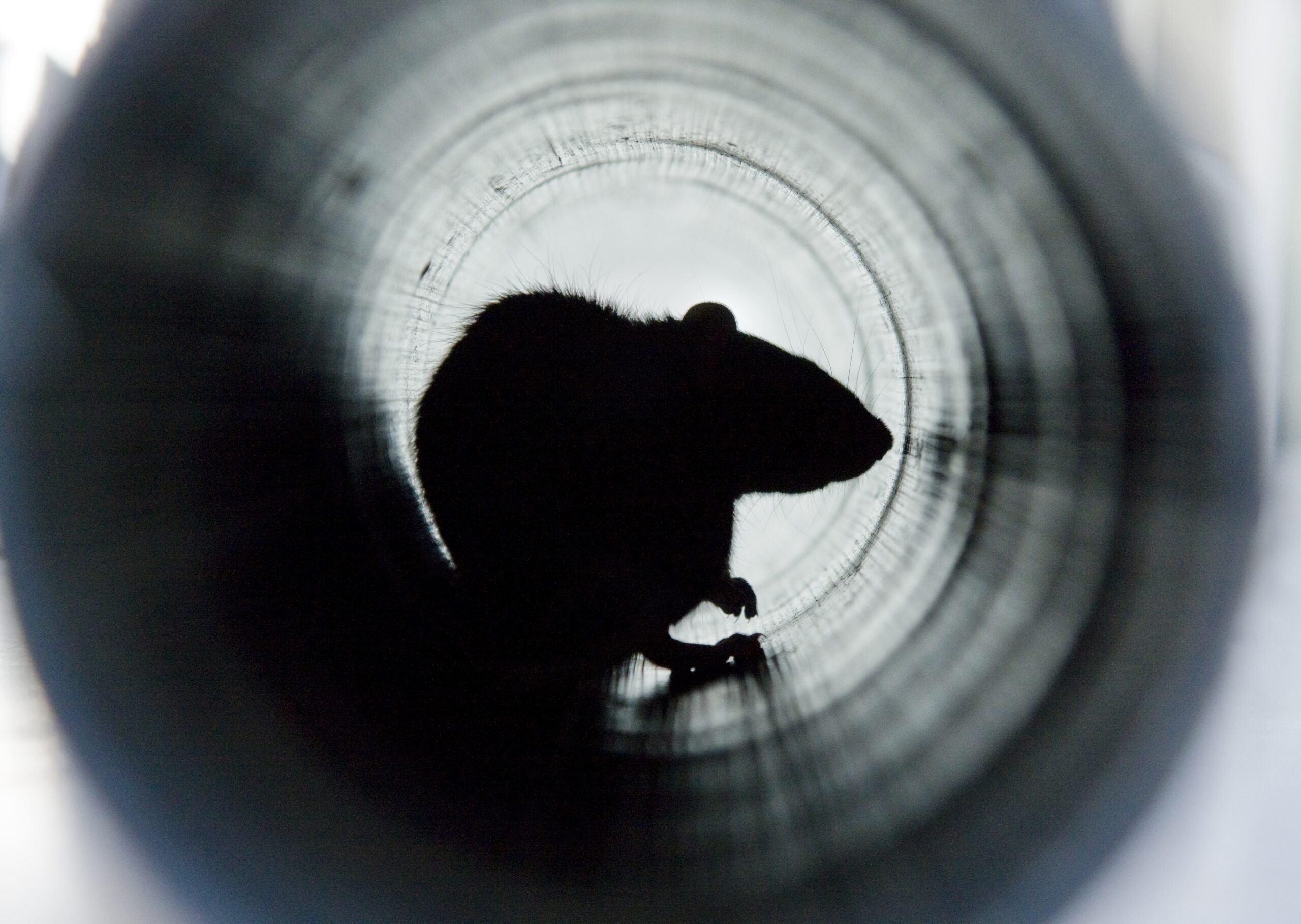 Rodent in drain, Rodent investigation,Drain Survey