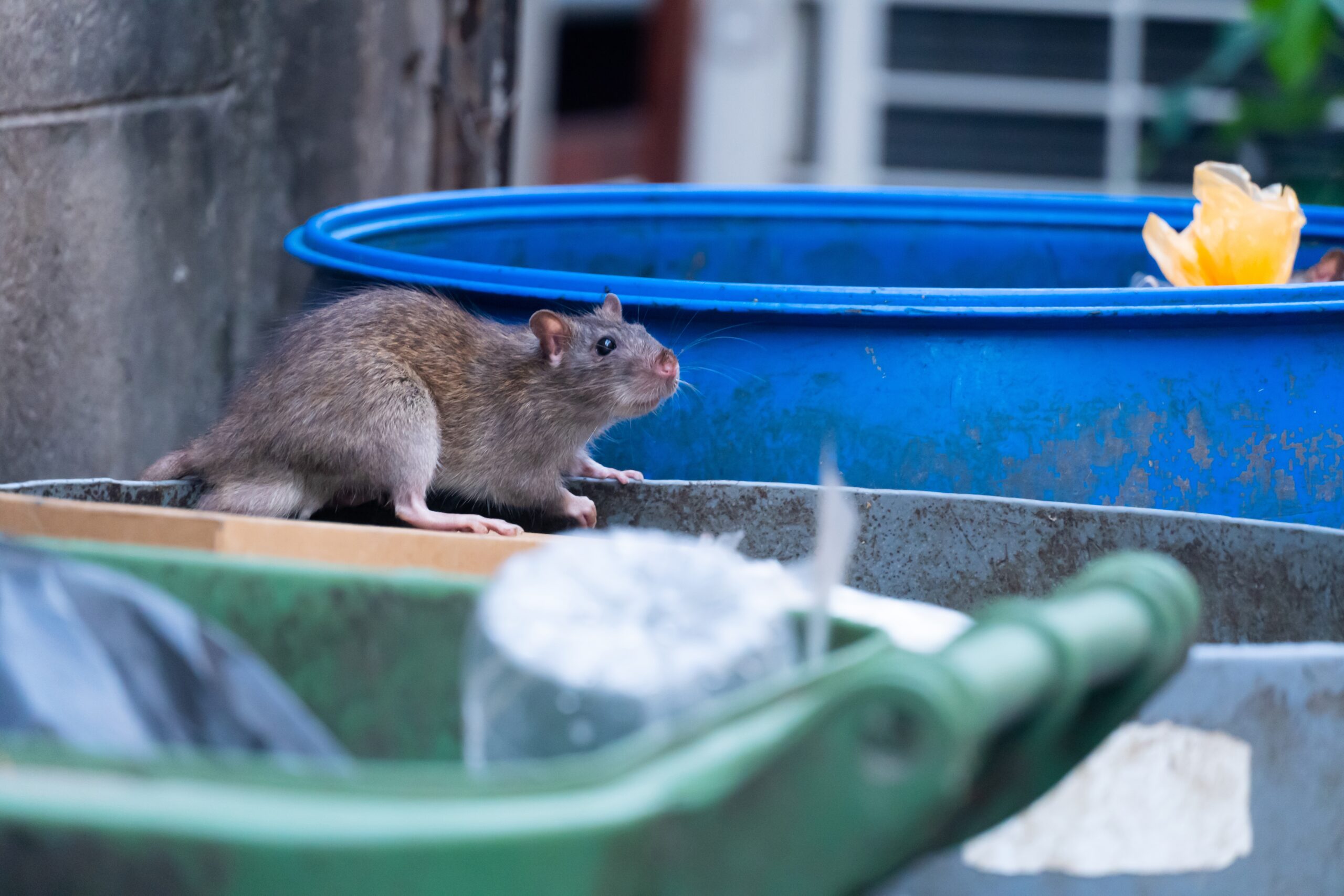 rodent near a premises on top of a bin