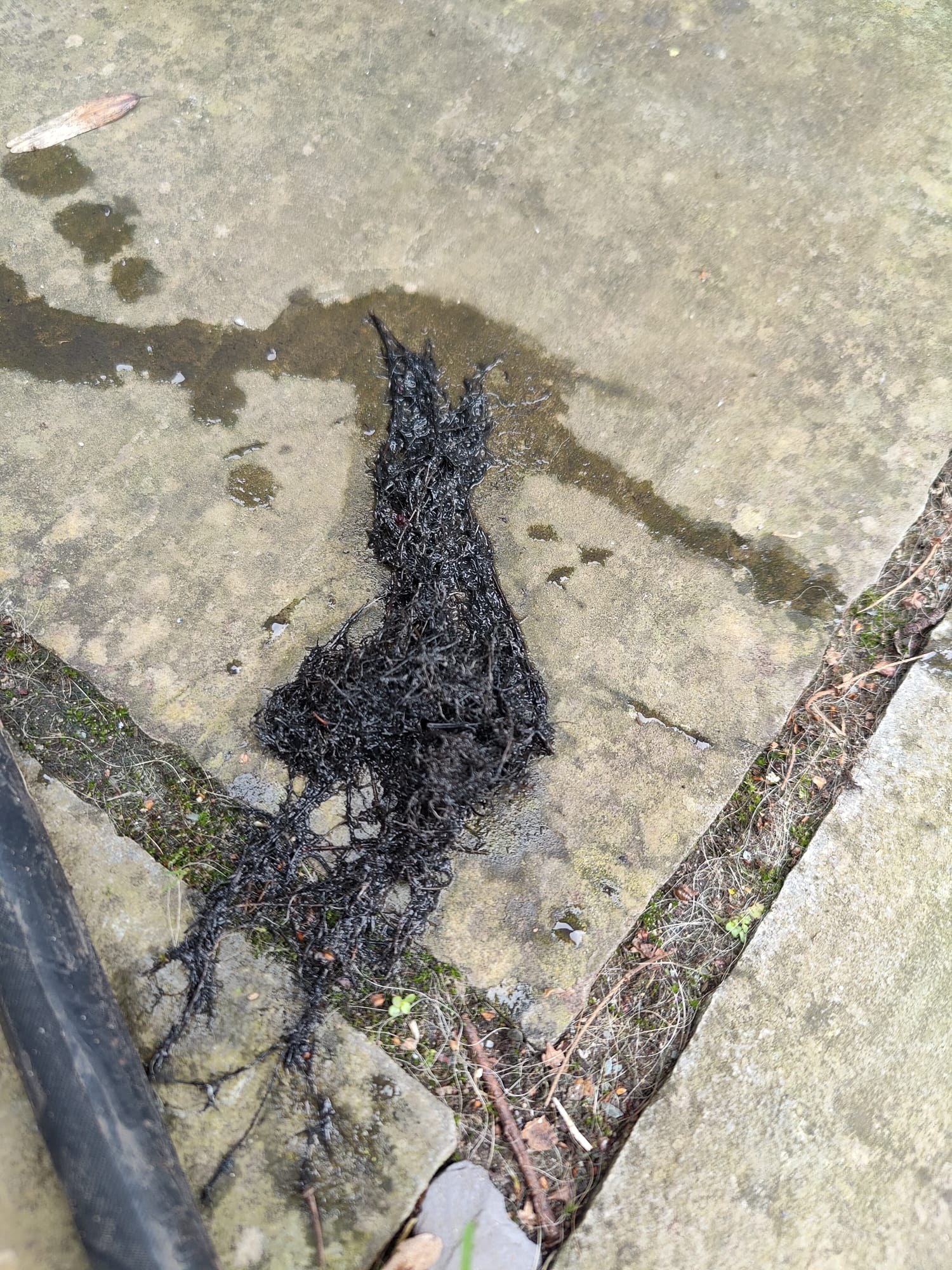 Tree roots removed from drain after high pressure water jetting