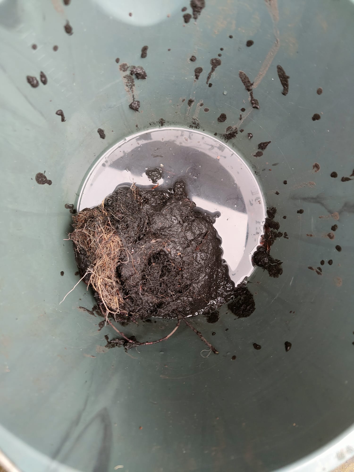 tree roots removed from drain which was causing the drain to be blocked