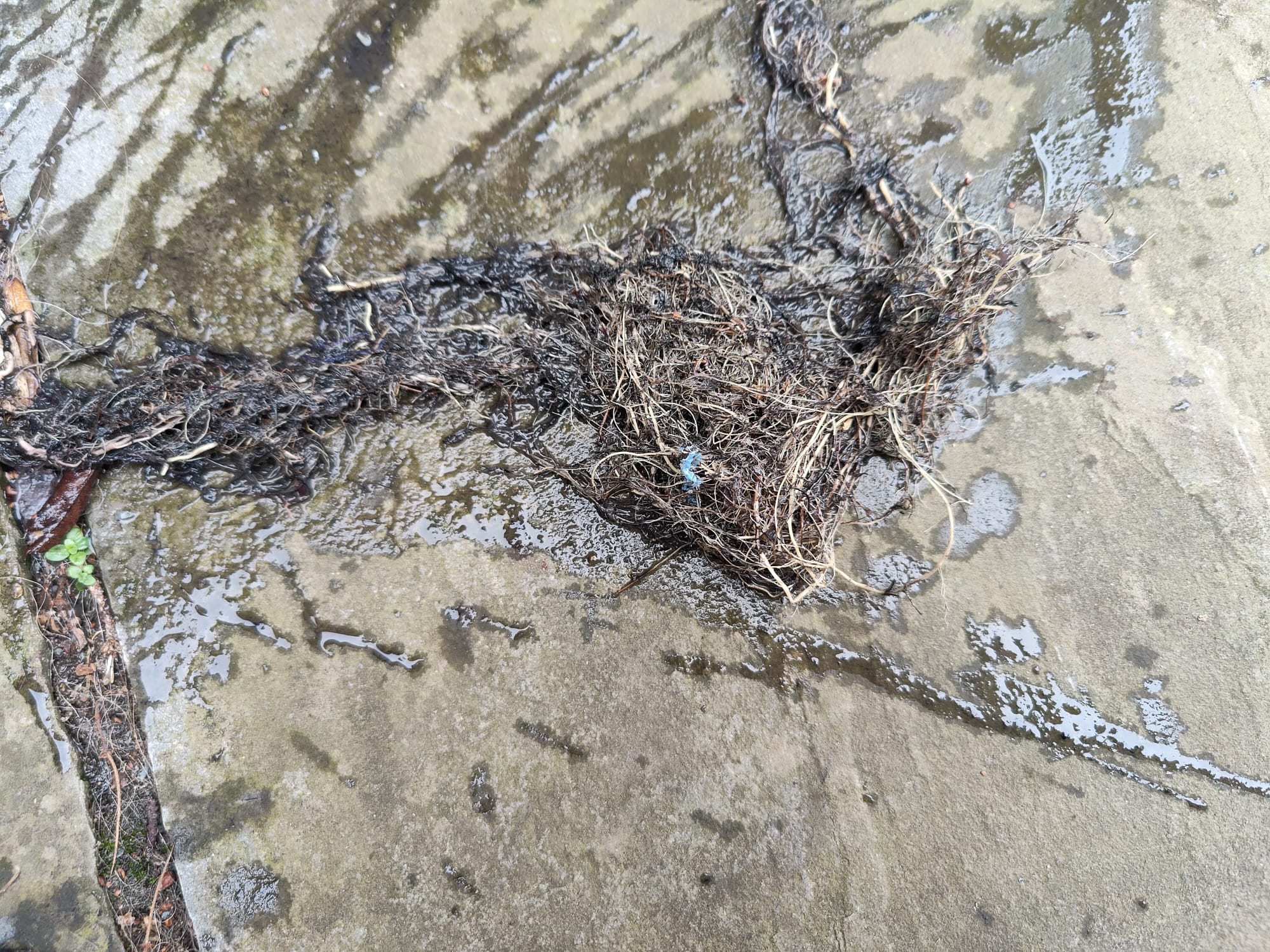 Tree roots removed from Drain which were causing drain blockage