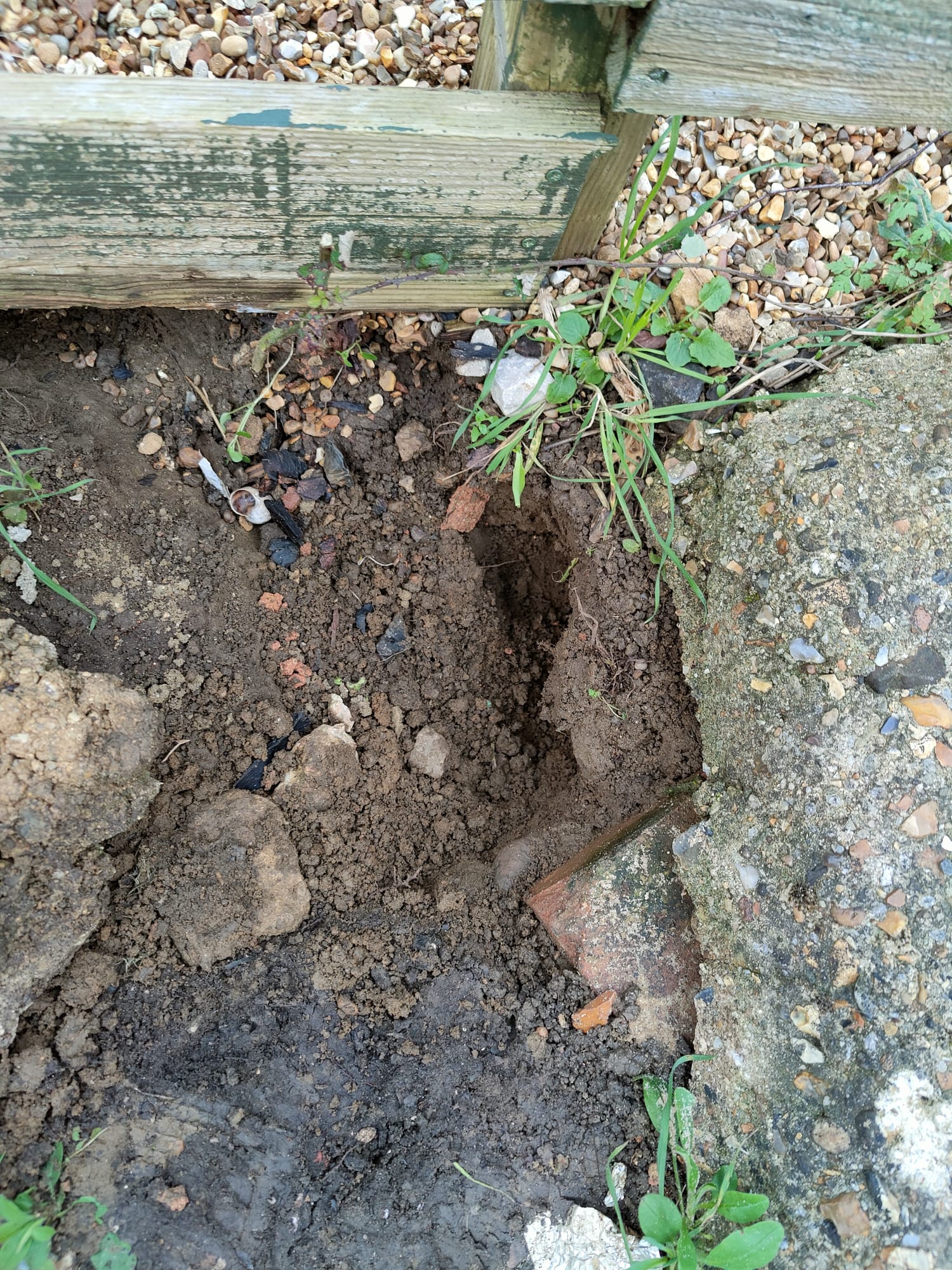 shows the Borrow run that the rats had created at the side of the manhole. 